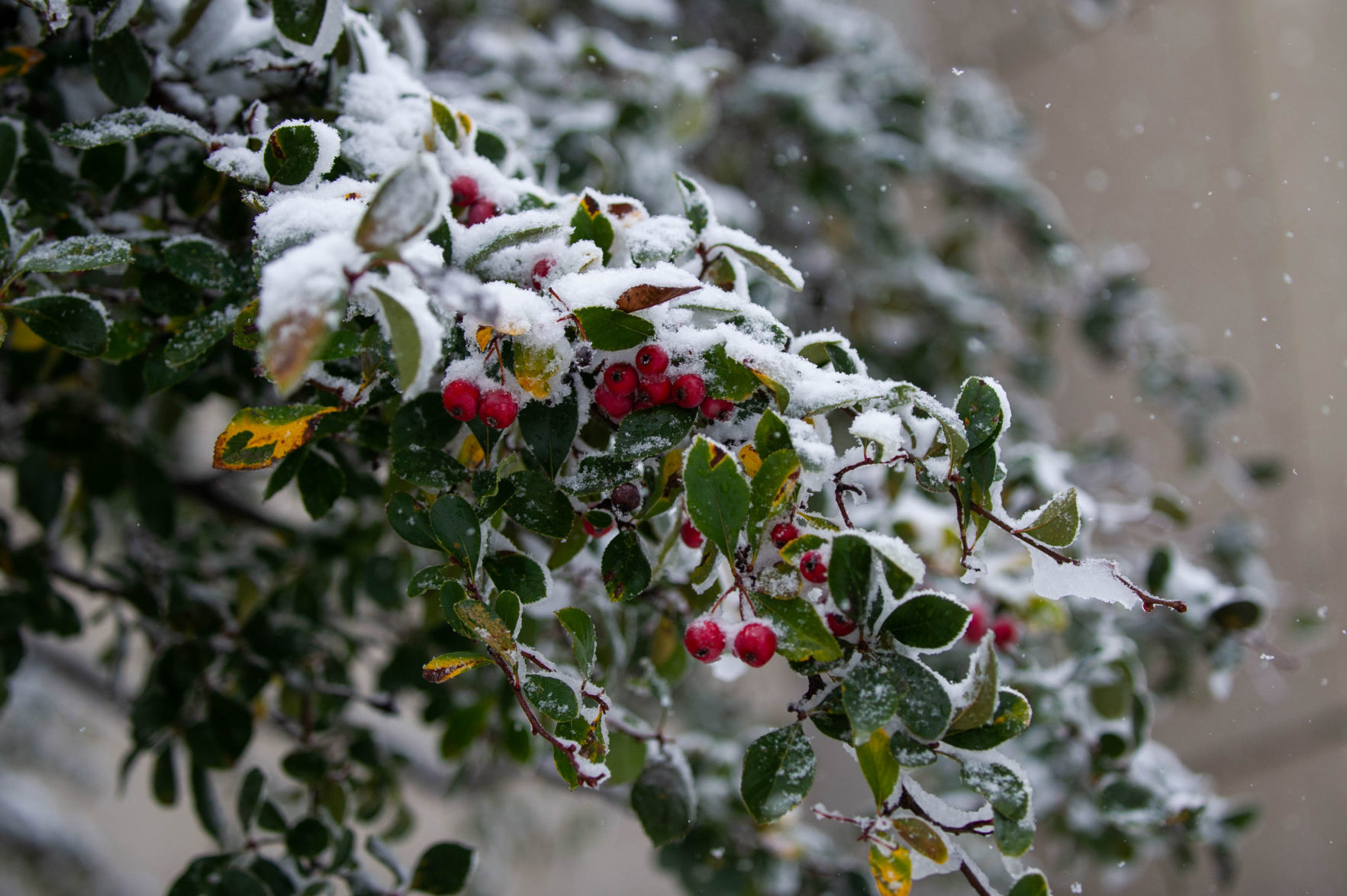 Snow features, 10/14